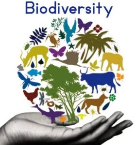 The Importance of Biodiversity