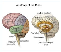 Understanding the Human Brain and Behavior